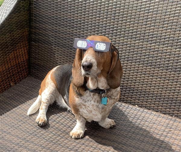 Cool dog!
